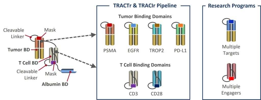 Drug Programs - Janux Therapeutics - Immunotherapies for Cancer