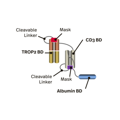 Janux Therapeutics | T Cell Immuno-oncology | TROP2-TRACTr